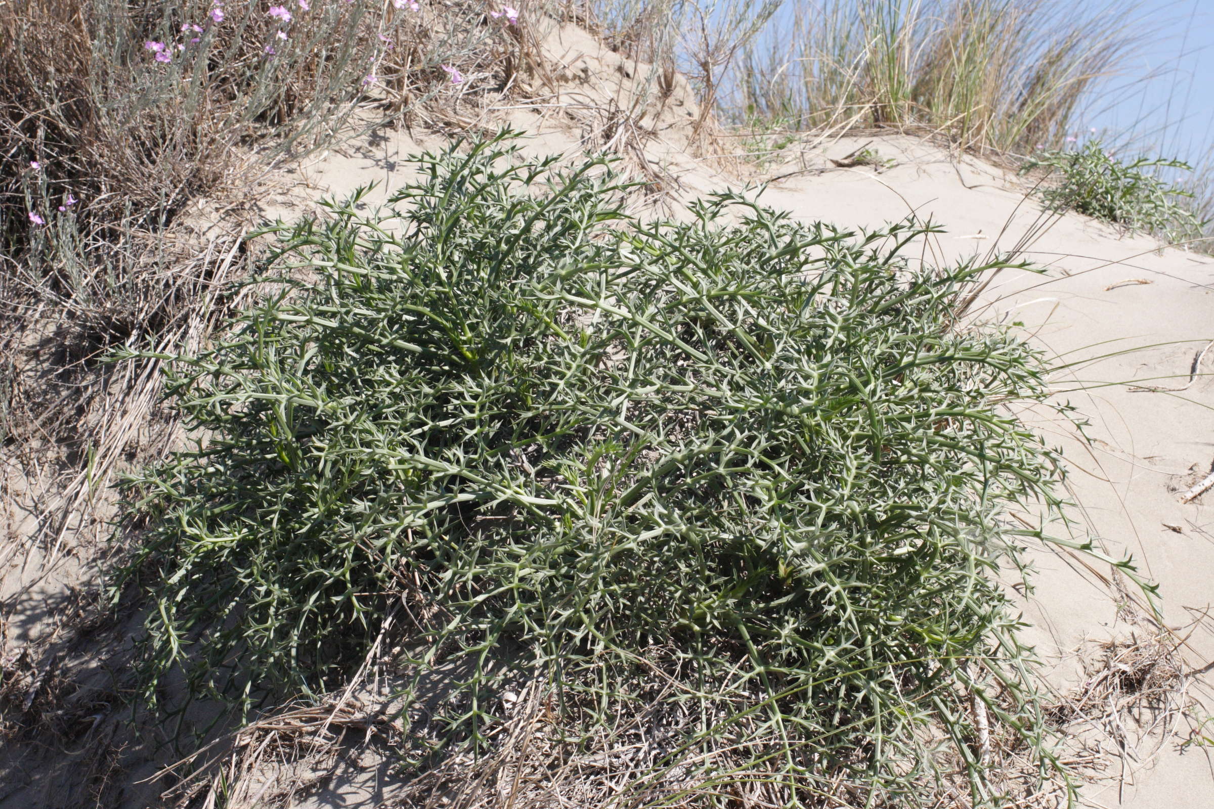 Afficher le média echinophora_spinosa1md echinophora_spinosa1md