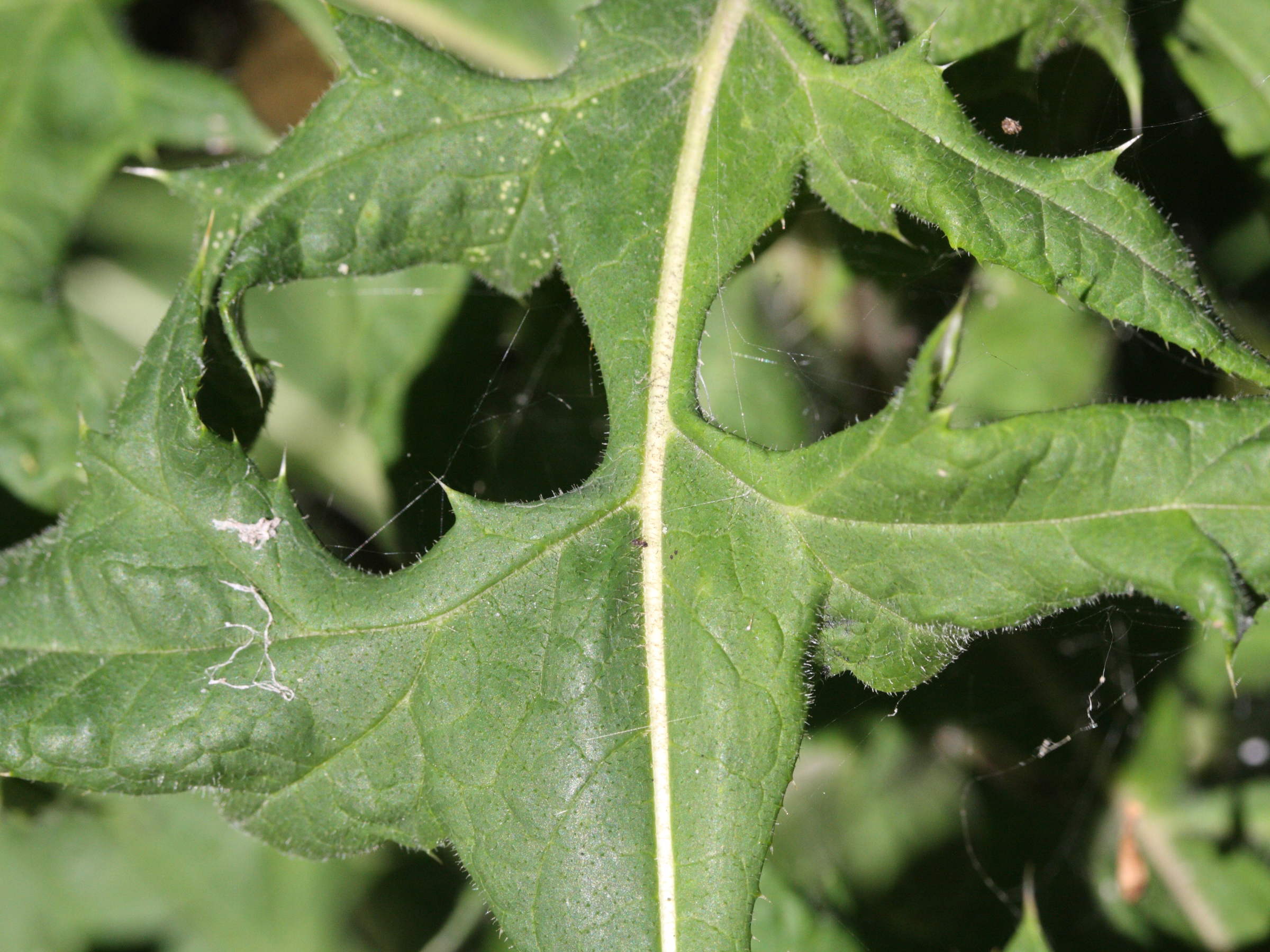 Afficher le média echinops_exaltatus3md echinops_exaltatus3md