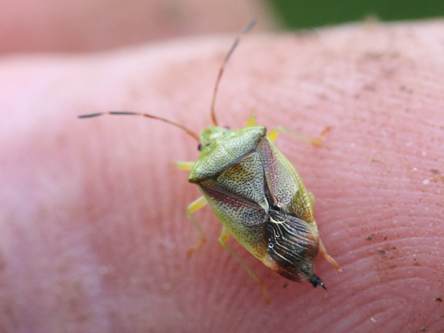 elasmostethus_interstinctus1md