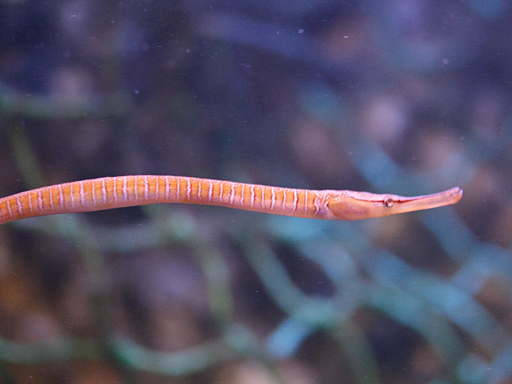 Afficher le média entelurus_aequoreus2md entelurus_aequoreus2md