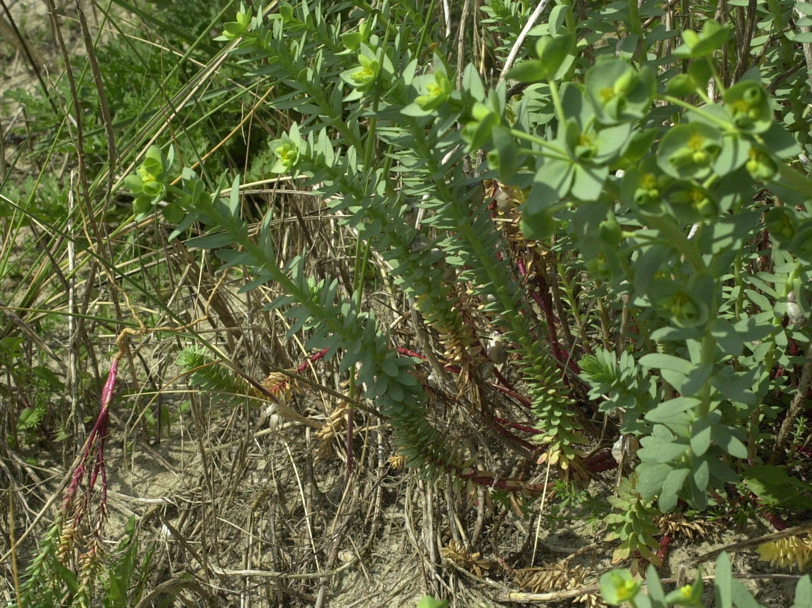 Afficher le média euphorbia_paralias2md euphorbia_paralias2md