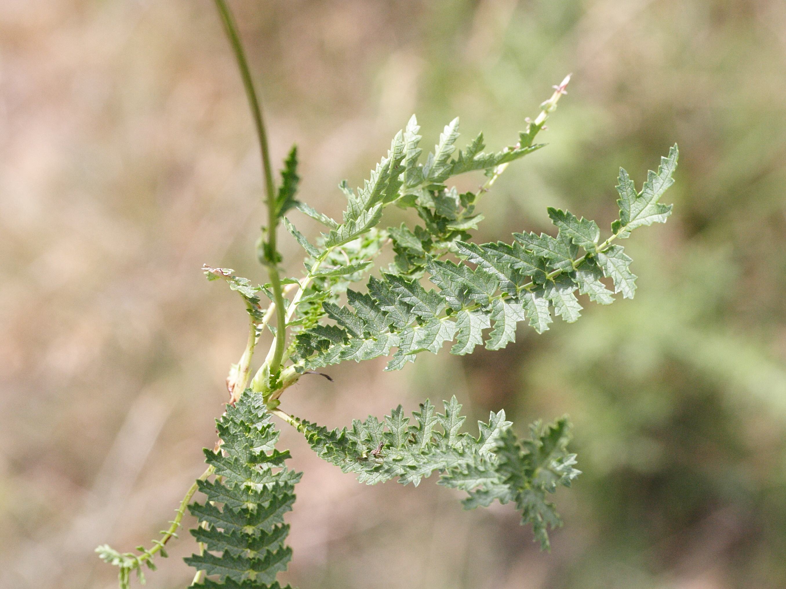 Afficher le média Filipendula_vulgaris Filipendula_vulgaris