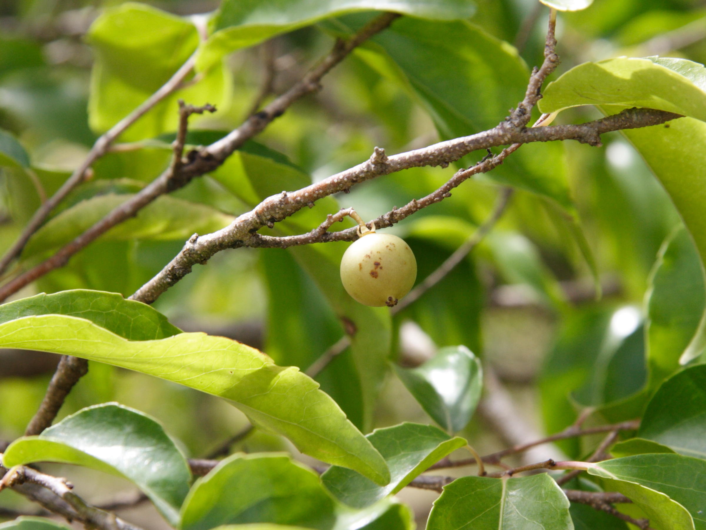 flacourtia_jangomas3md