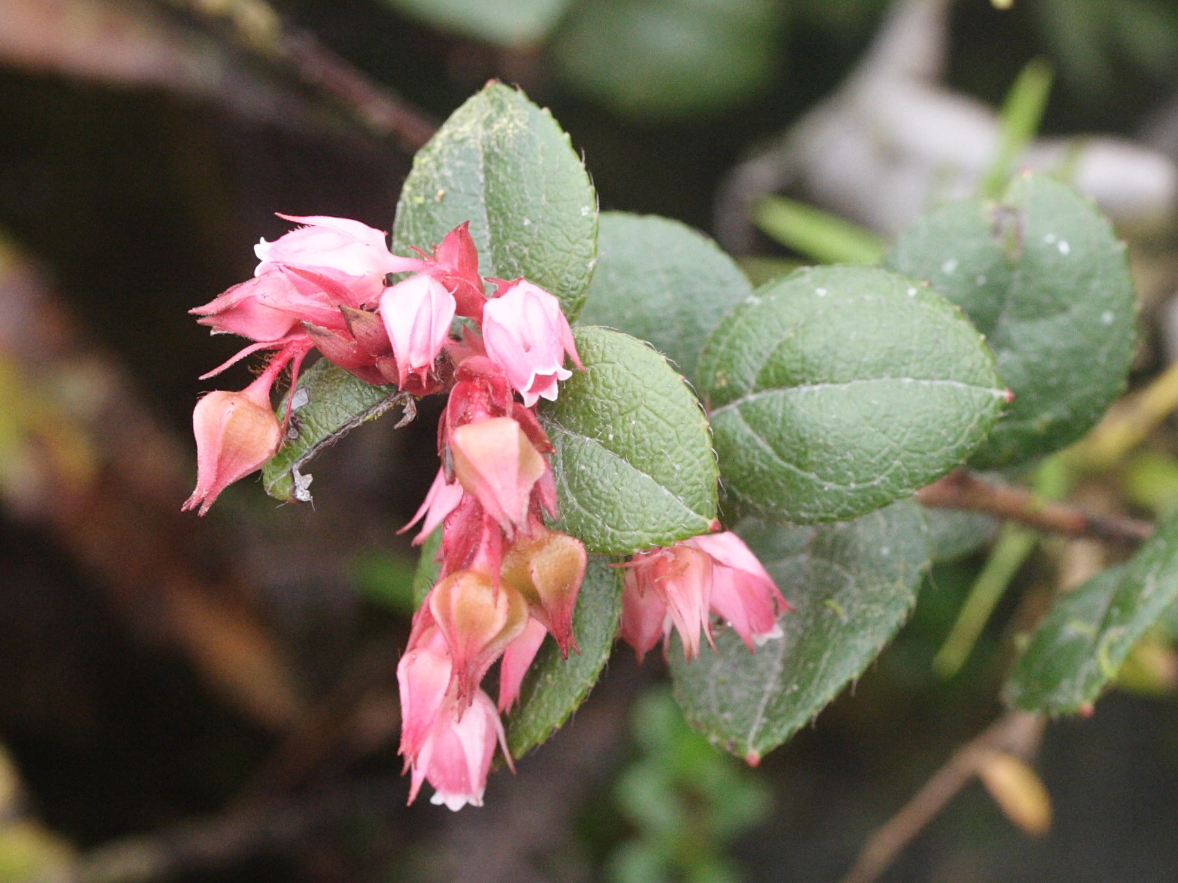 gaultheria_swartzii1md