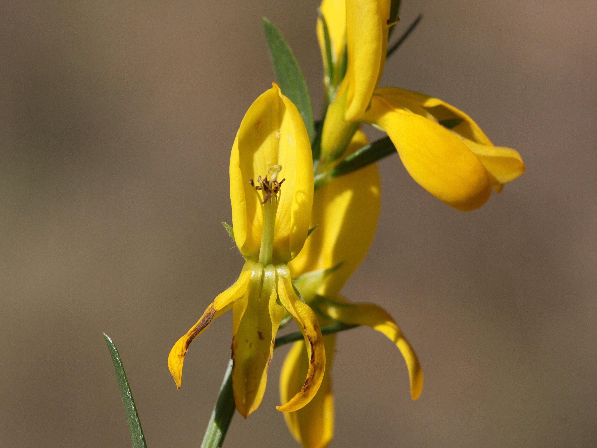 Genista_tinctoria