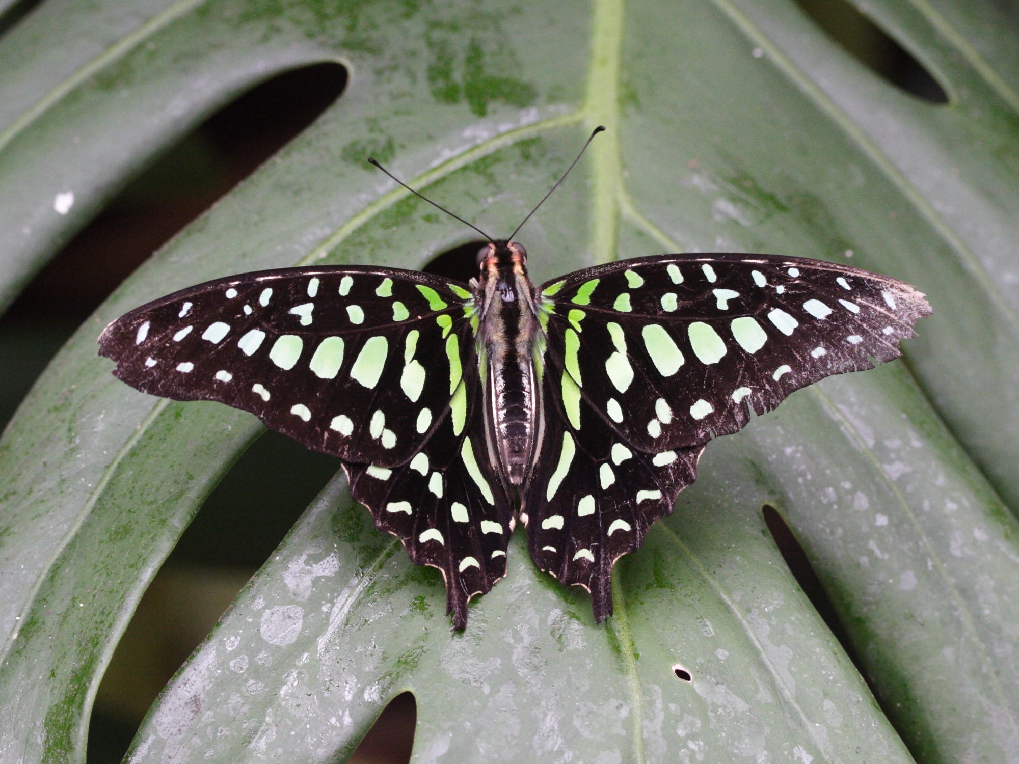graphium_agamemnon4md