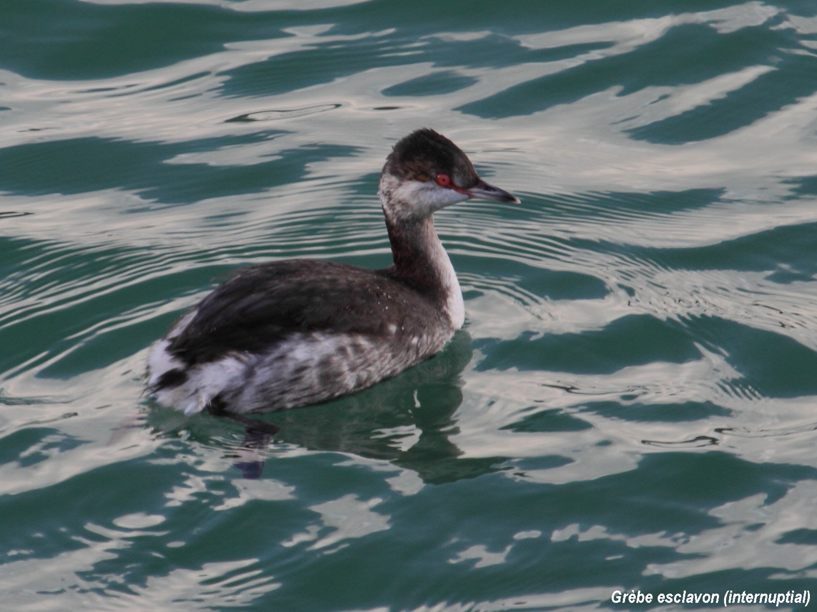 grebe_esclavon_-_podiceps_auritus1bd