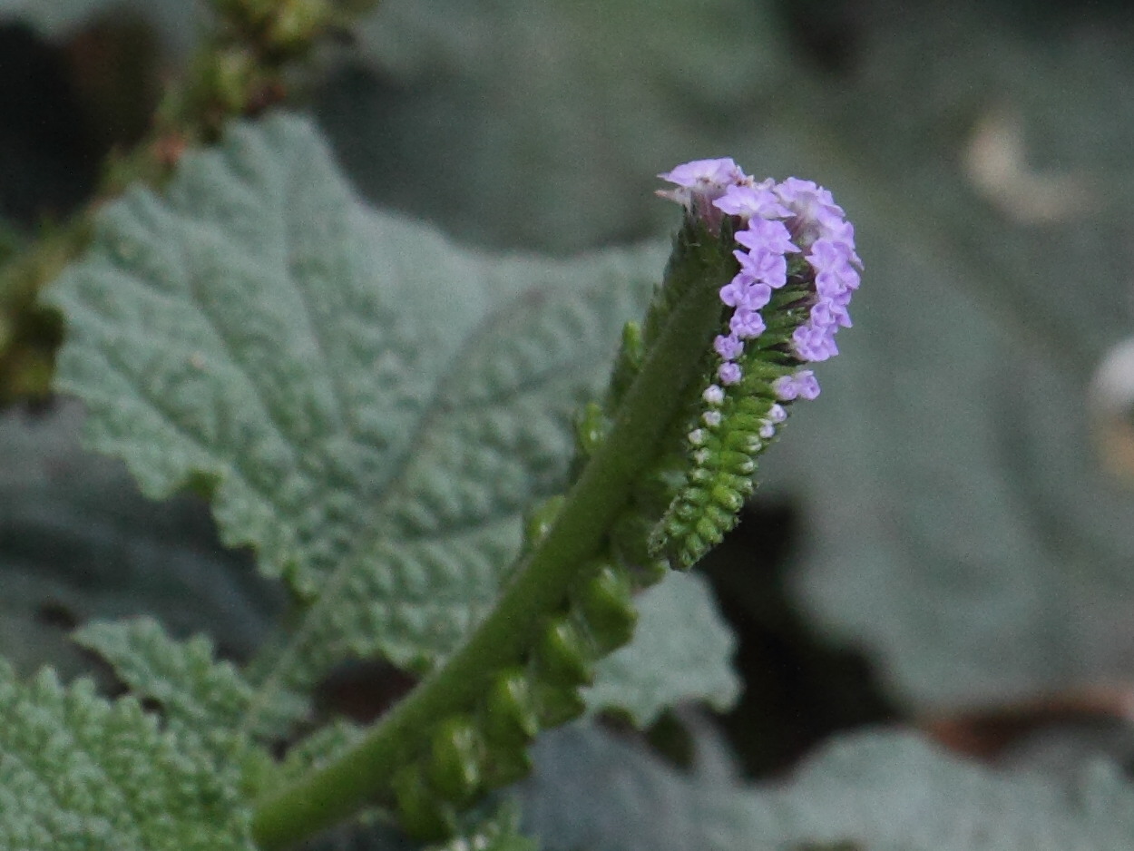 heliotropium_indicum2bd