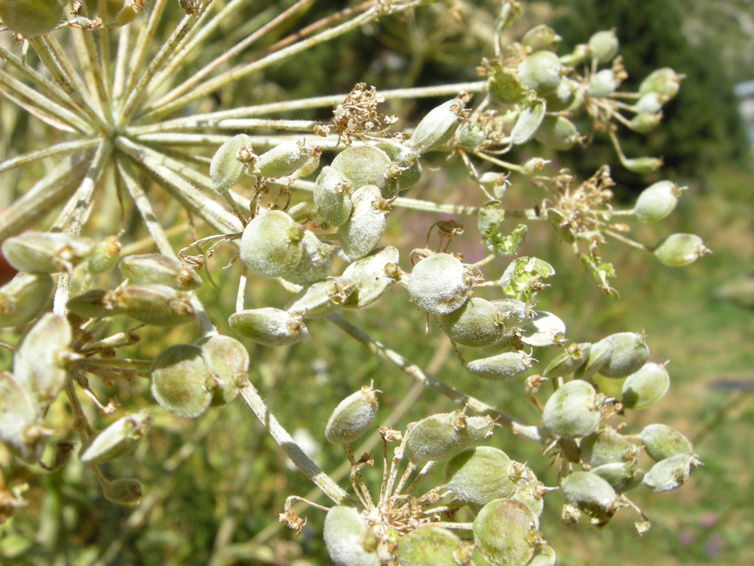heracleum_mantegazzianum4md
