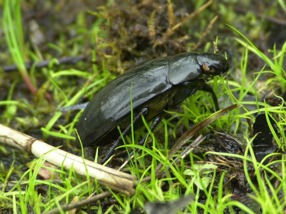 hydrophilus_piceus1md