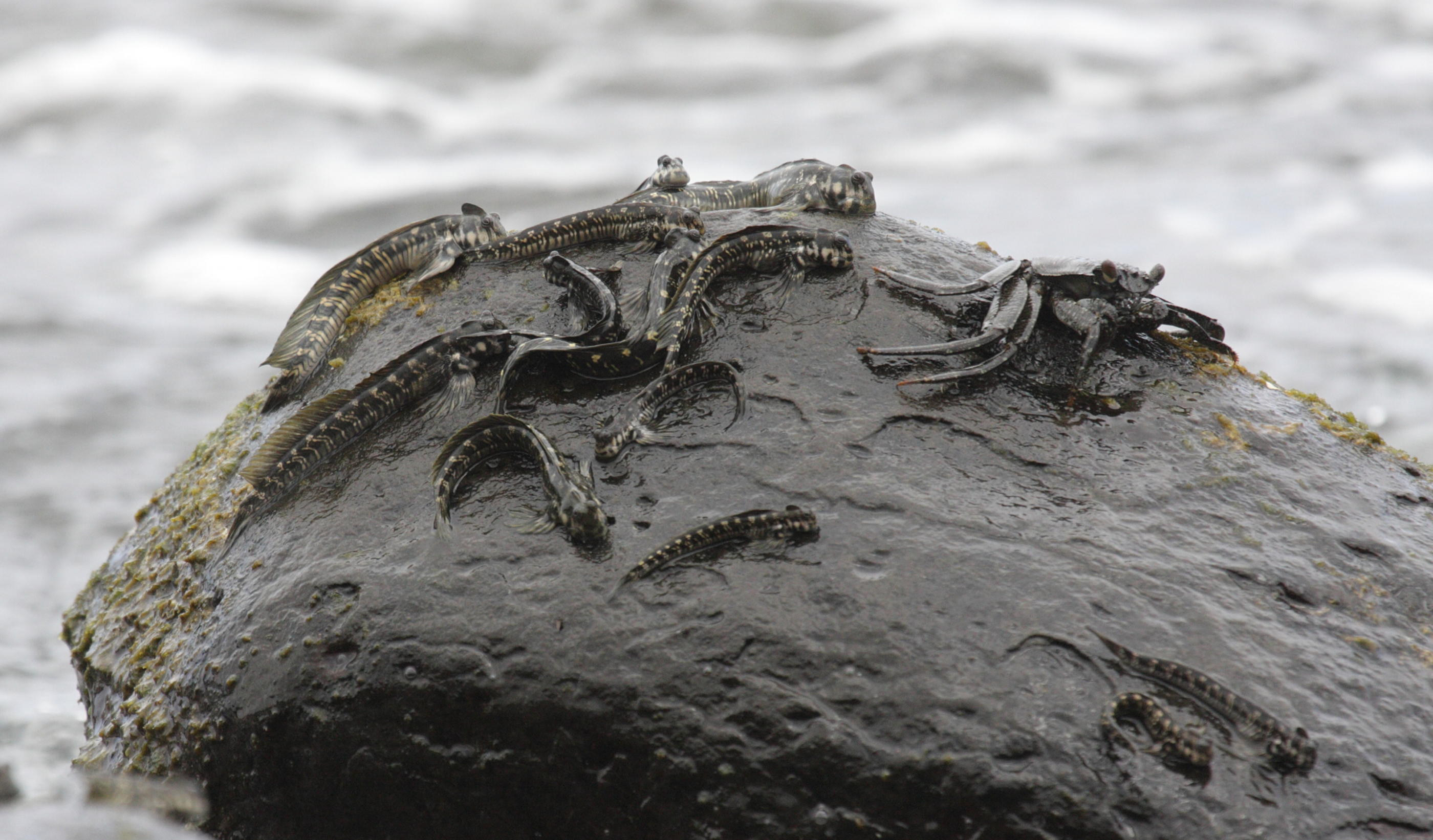 istiblennius_edentulus1bd