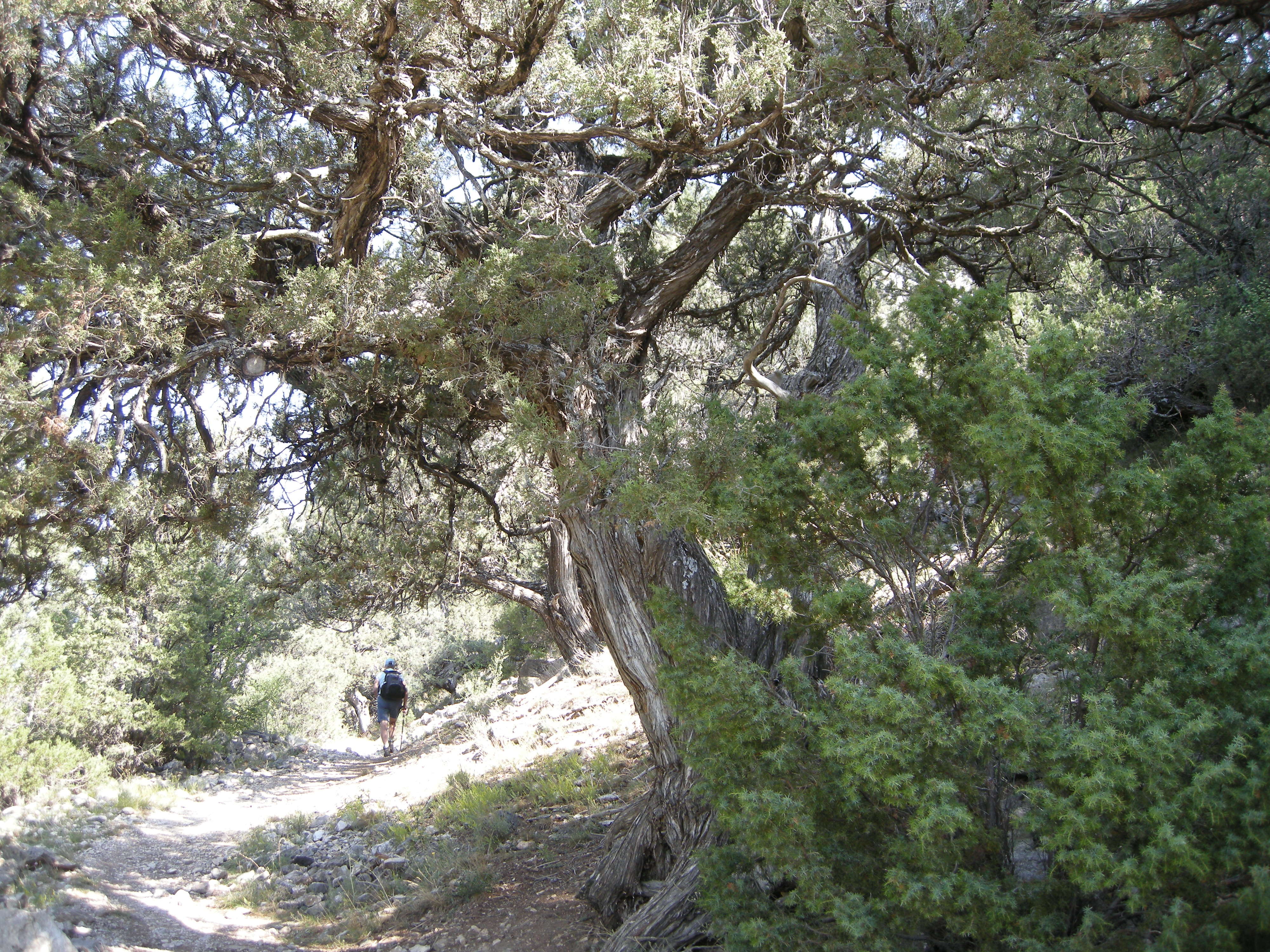 juniperus_thurifera2md