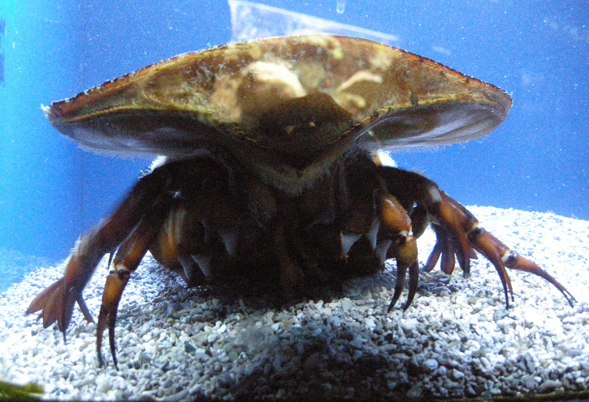 limulus_polyphemus6bd
