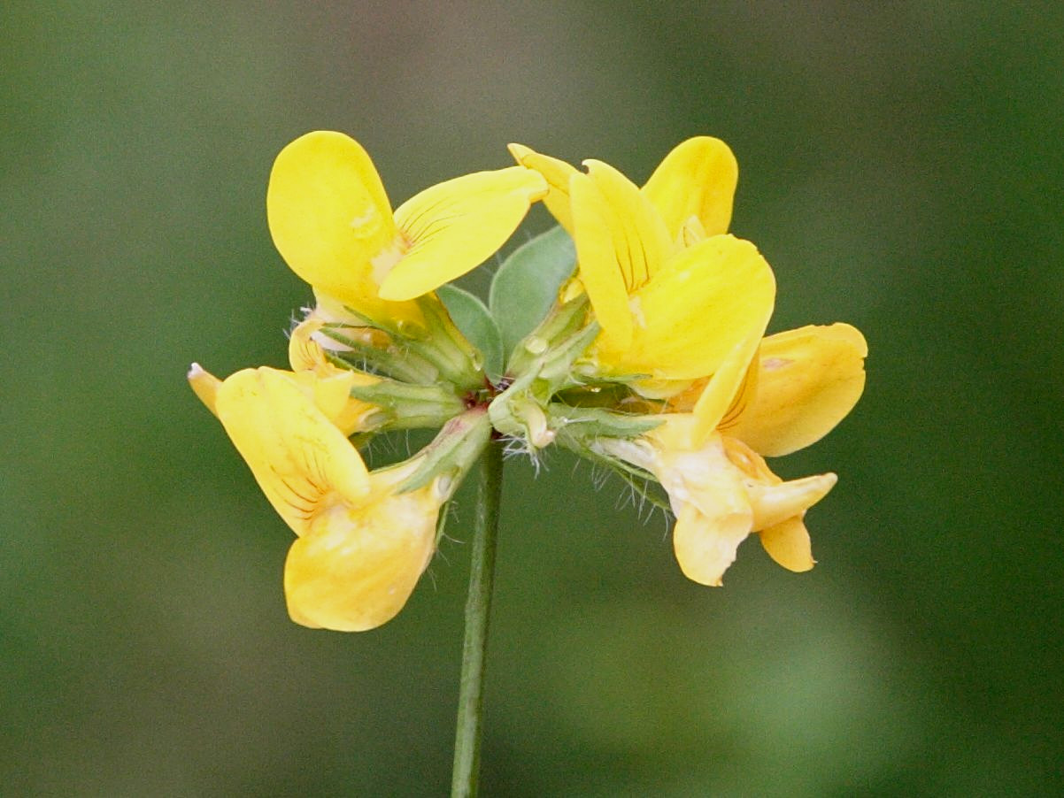 Afficher le média Lotus_pedunculatus Lotus_pedunculatus