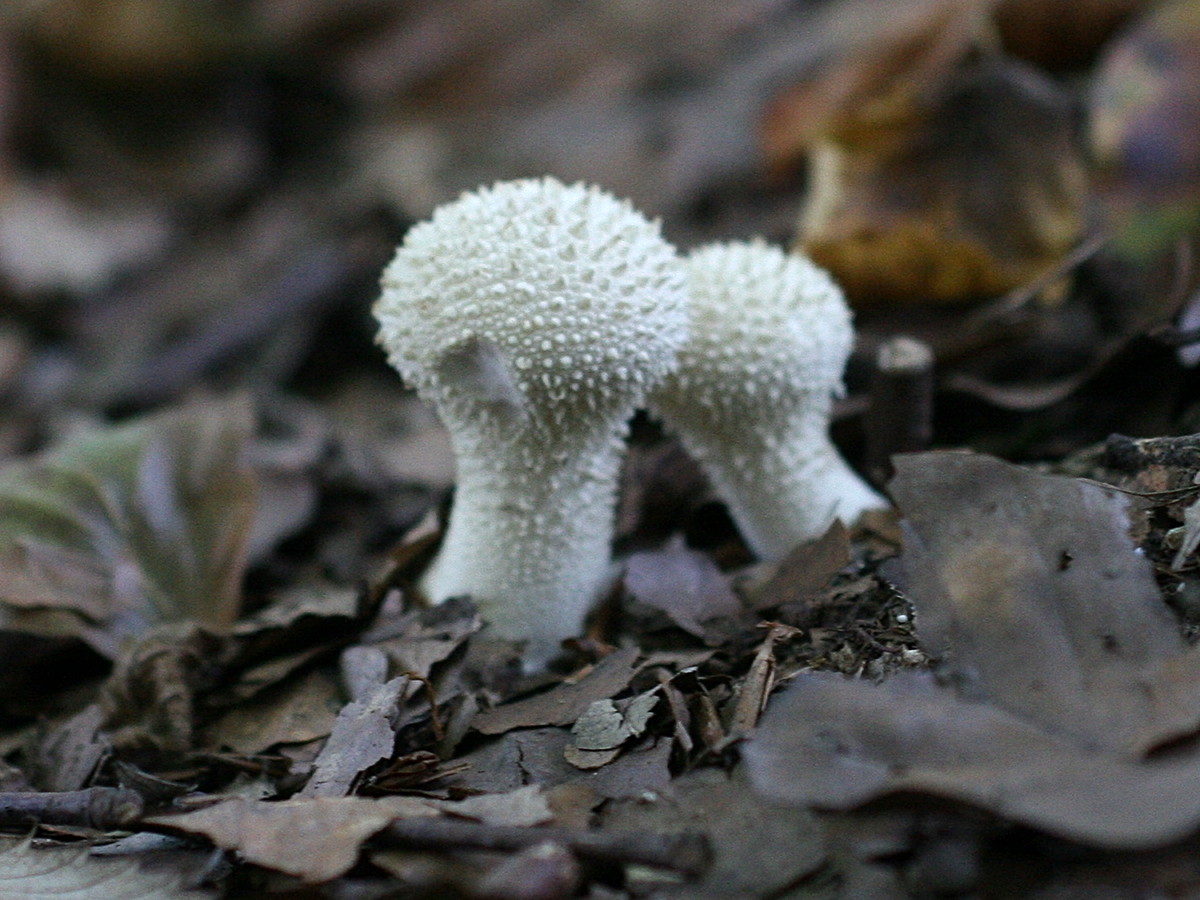 Afficher le média lycoperdon_perlatum1md lycoperdon_perlatum1md