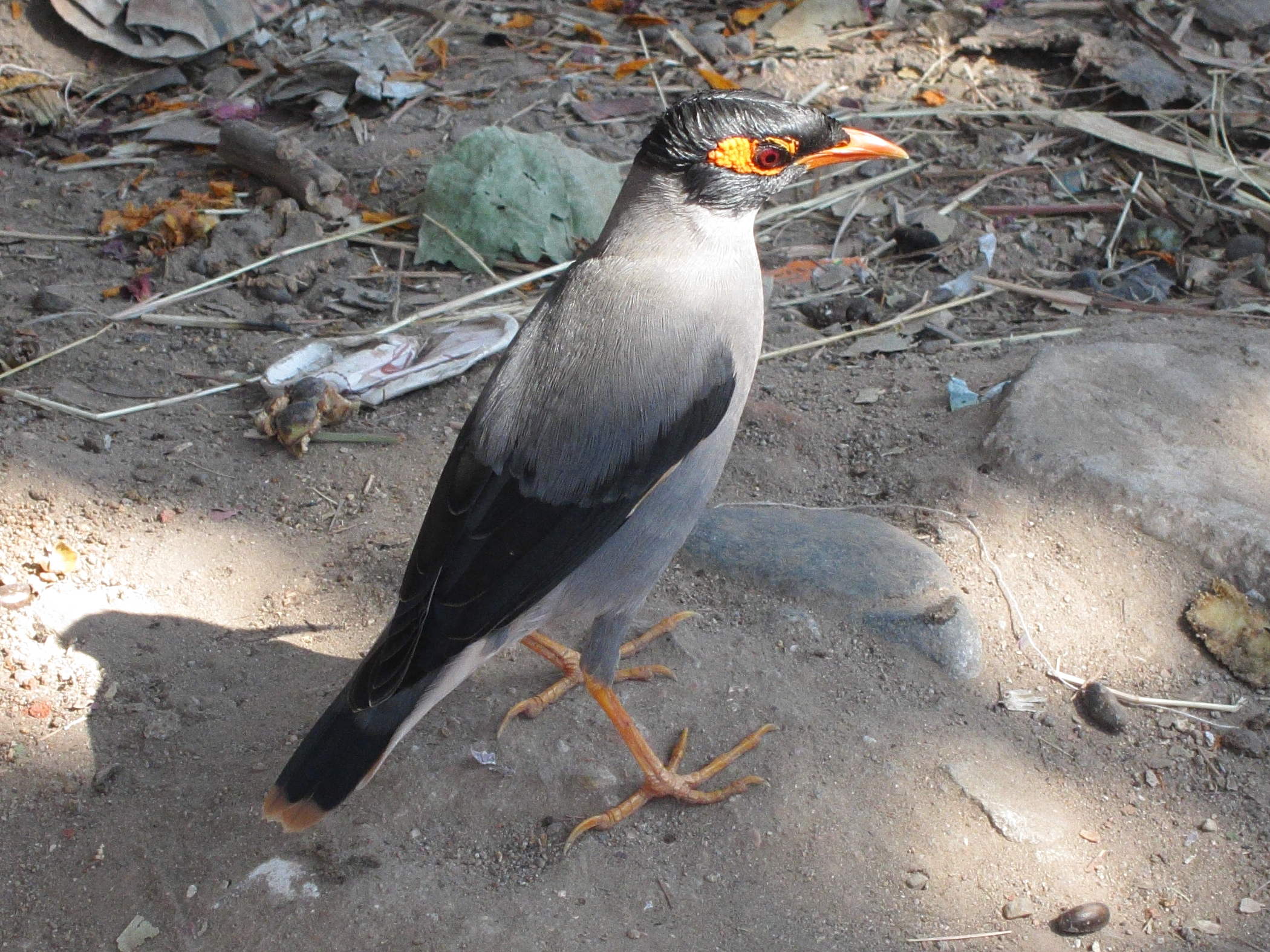 martin_des_berges_-_acridotheres_ginginianus1bd