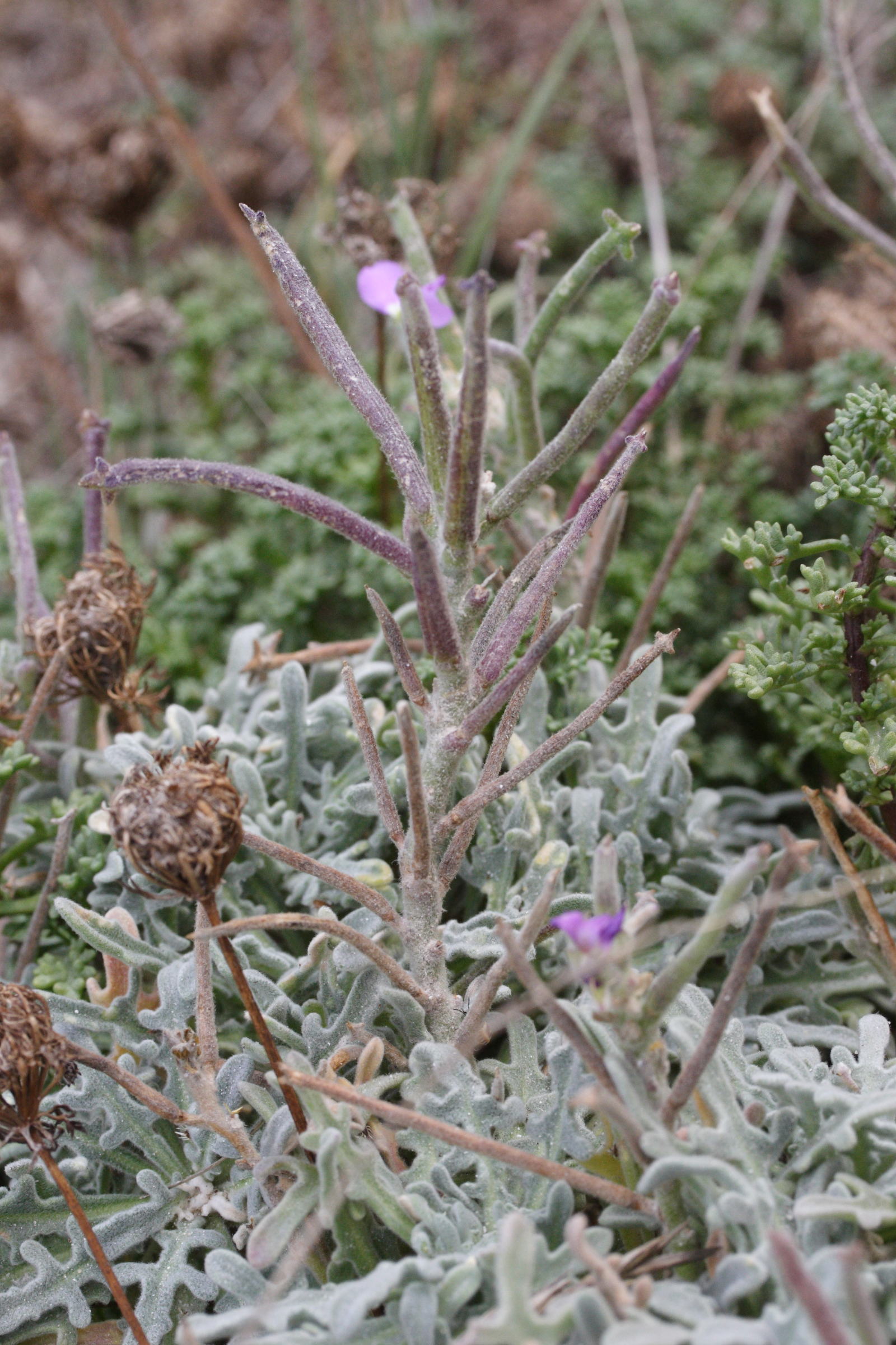 matthiola_tricuspidata2md