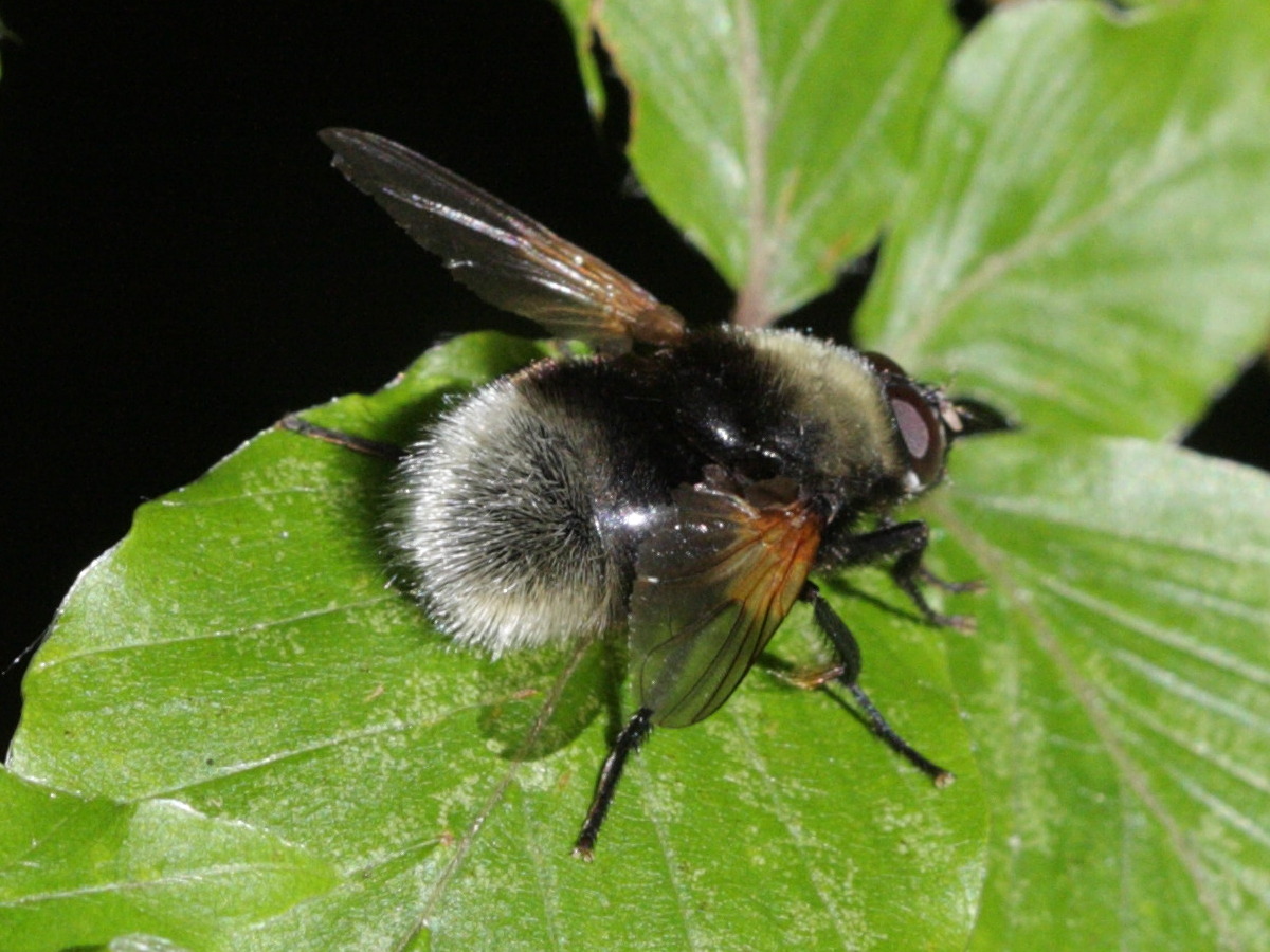 mesembrina_mystacea1abd