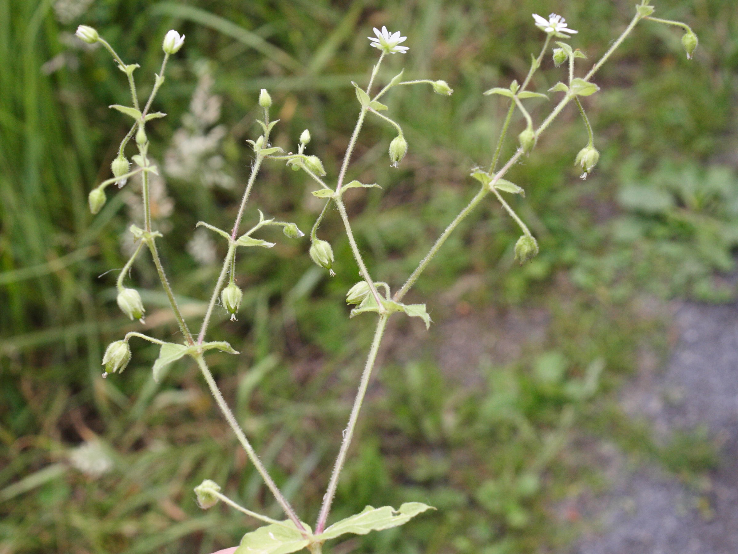 Afficher le média myosoton_aquaticum5md myosoton_aquaticum5md