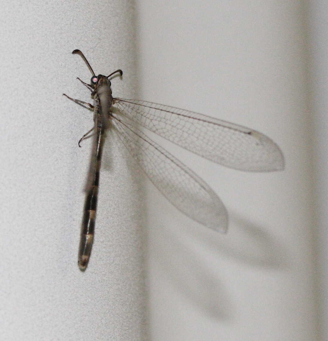 myrmeleon_obscurus1md