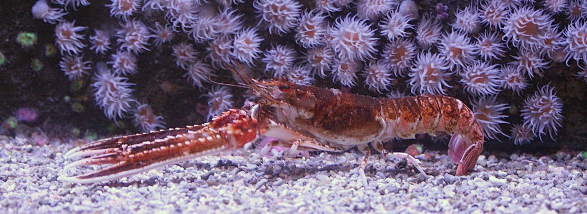 Afficher le média nephrops_norvegicus1md nephrops_norvegicus1md