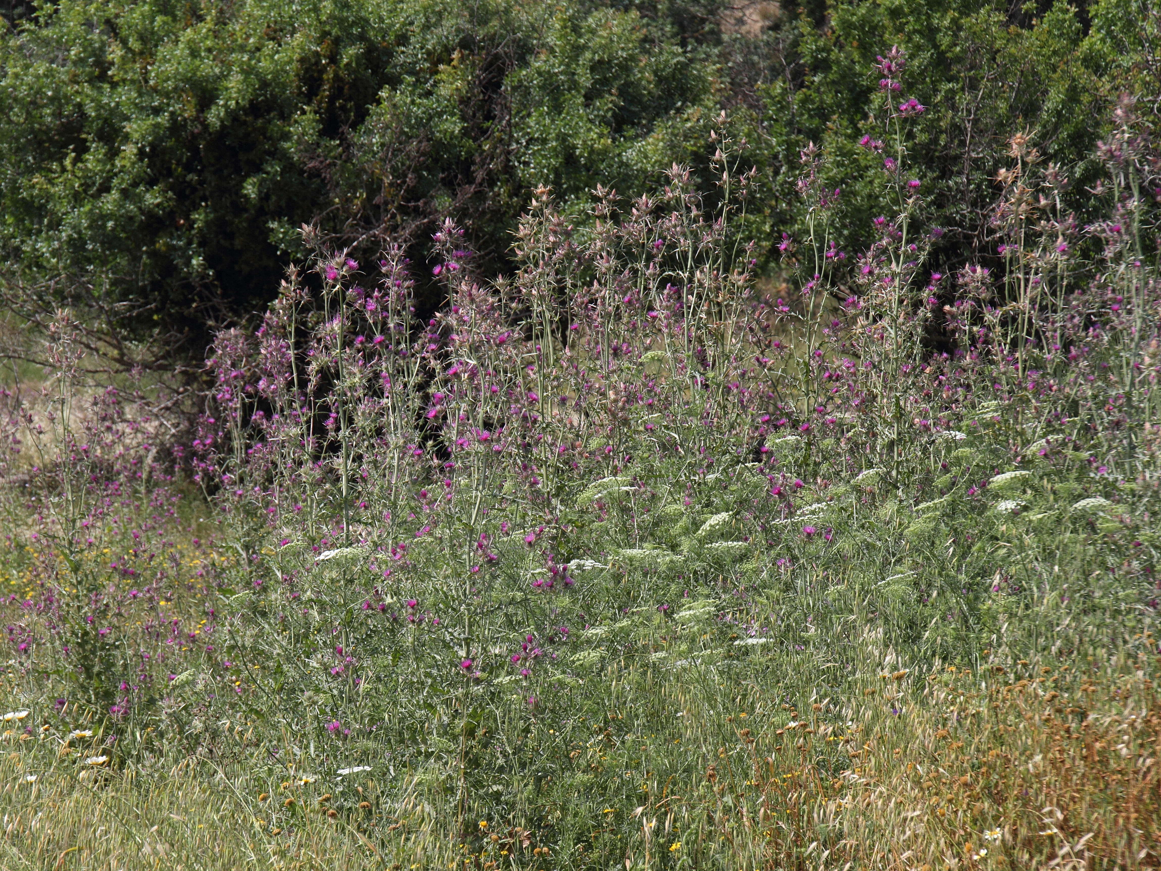 notobasis_syriaca3bd