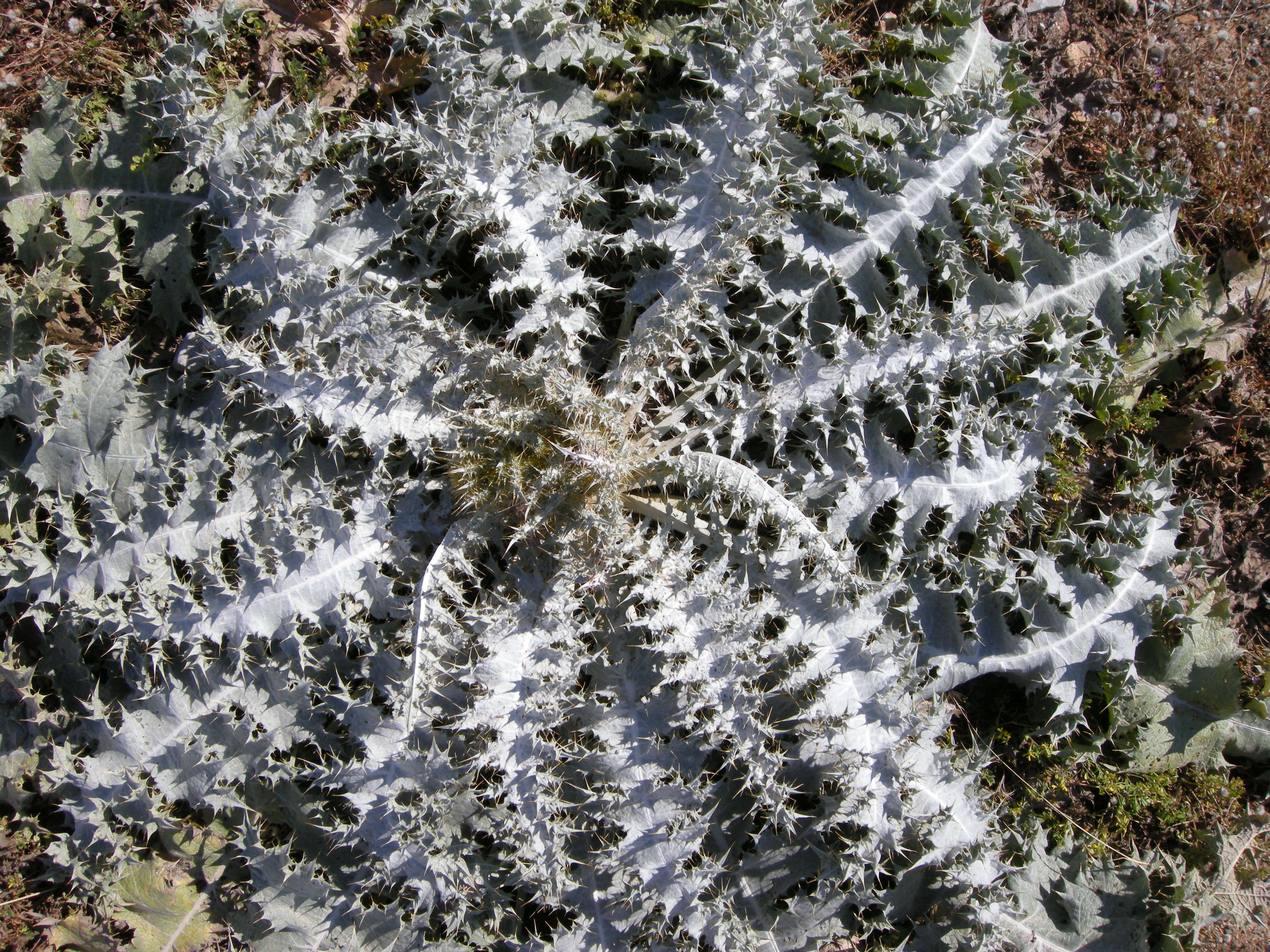 Afficher le média onopordum_bracteatum2md onopordum_bracteatum2md