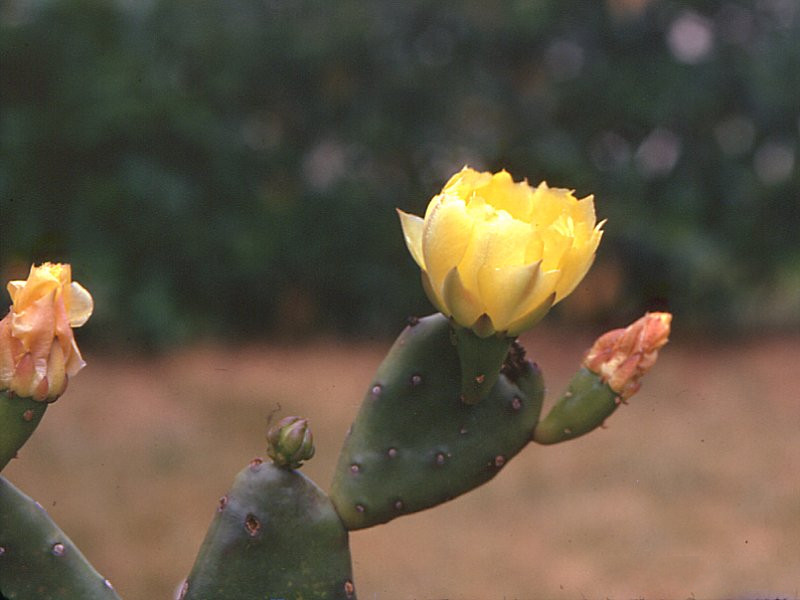 opuntia_ficus-indica2amcf