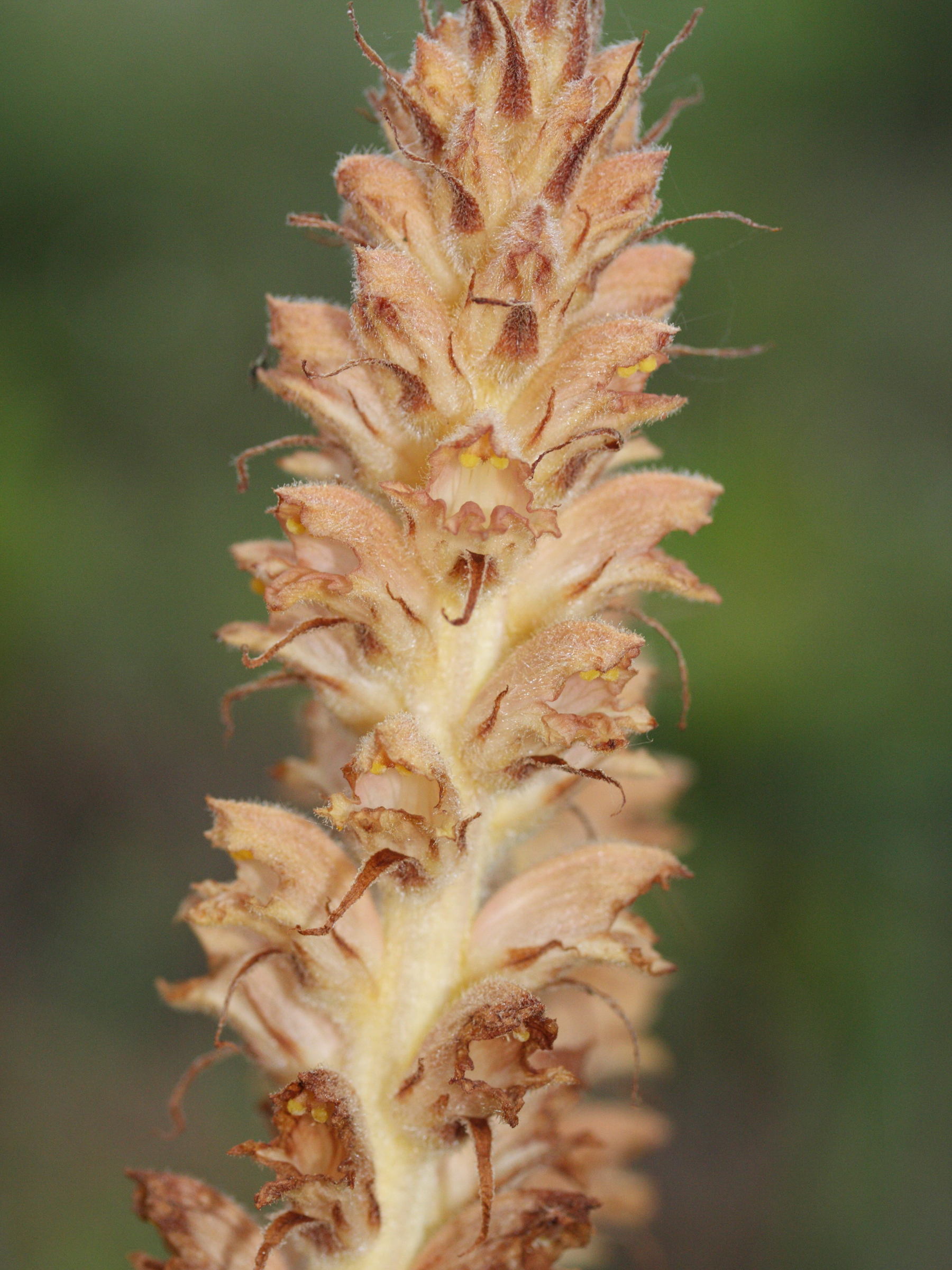 orobanche_rapum-genistae2md