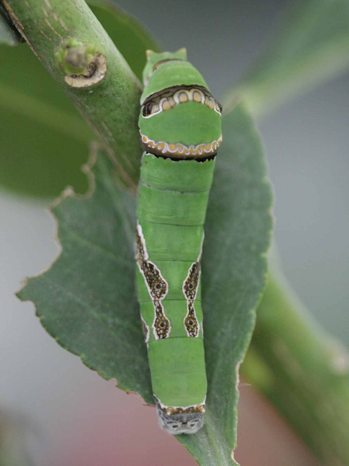 Afficher le média papilio_demoleus_ch1bd papilio_demoleus_ch1bd