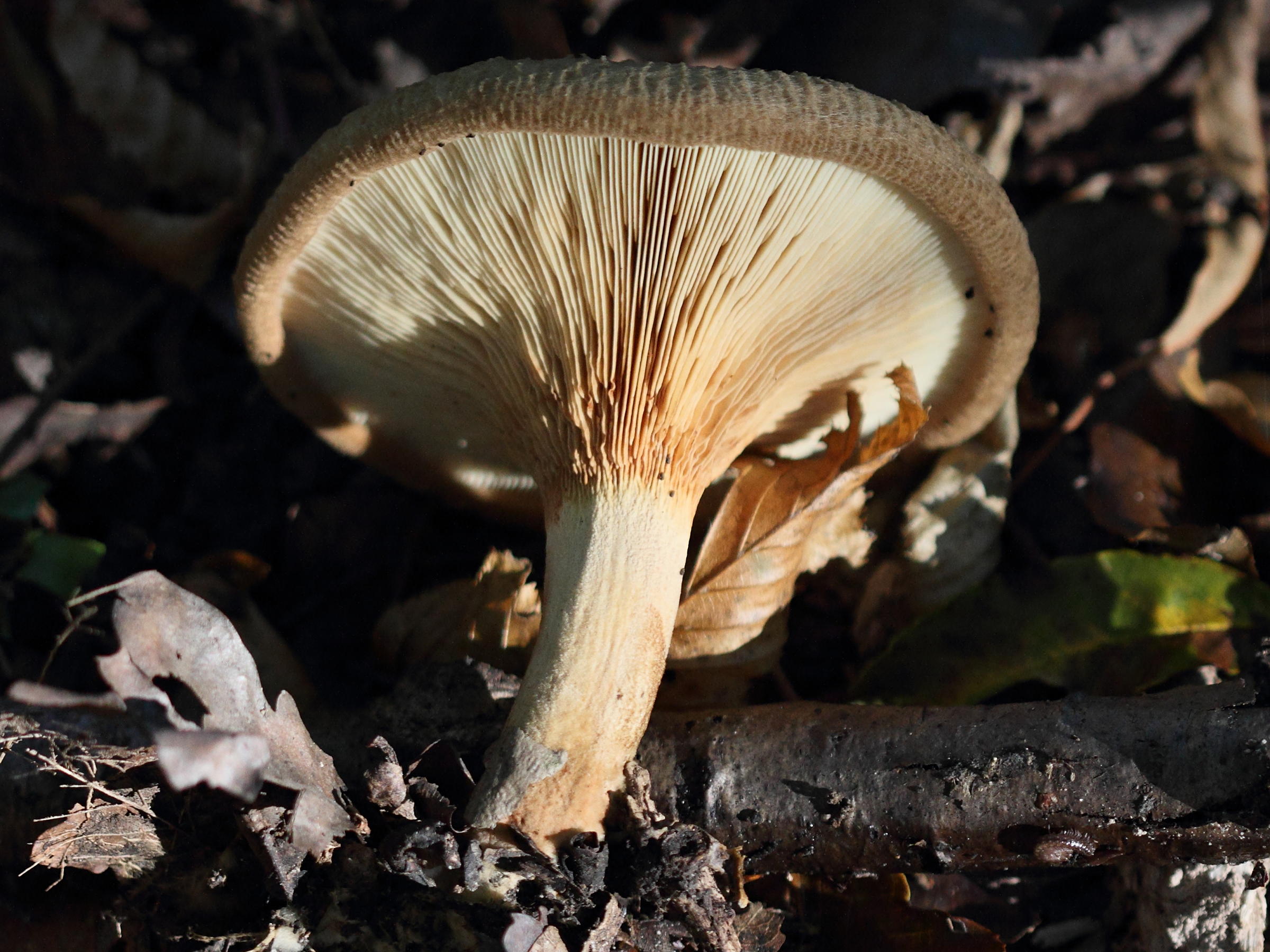 paxillus_involutus5bd