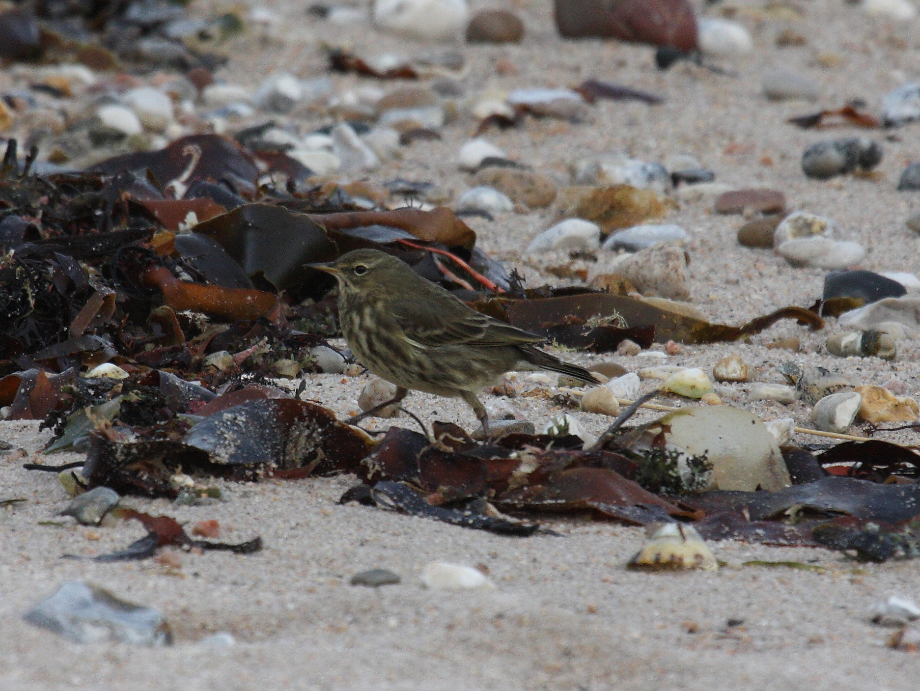 pipit_maritime_-_anthus_petrosus2md
