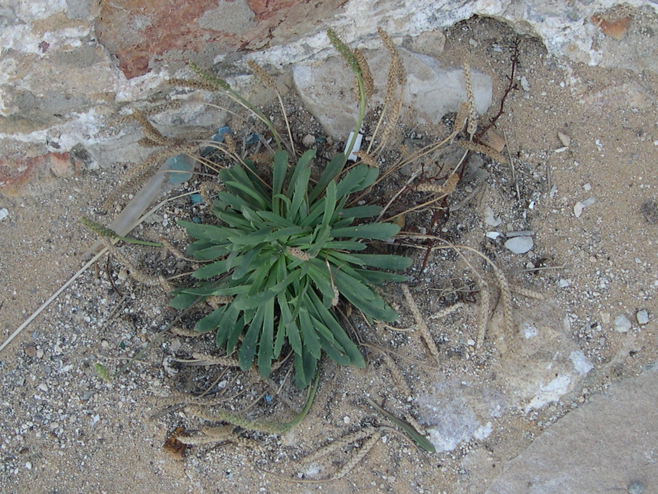 plantago_coronopus_humilis1md