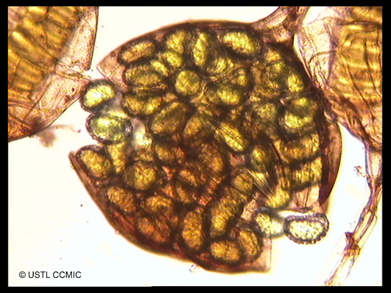 polypodium_australe7ccmic