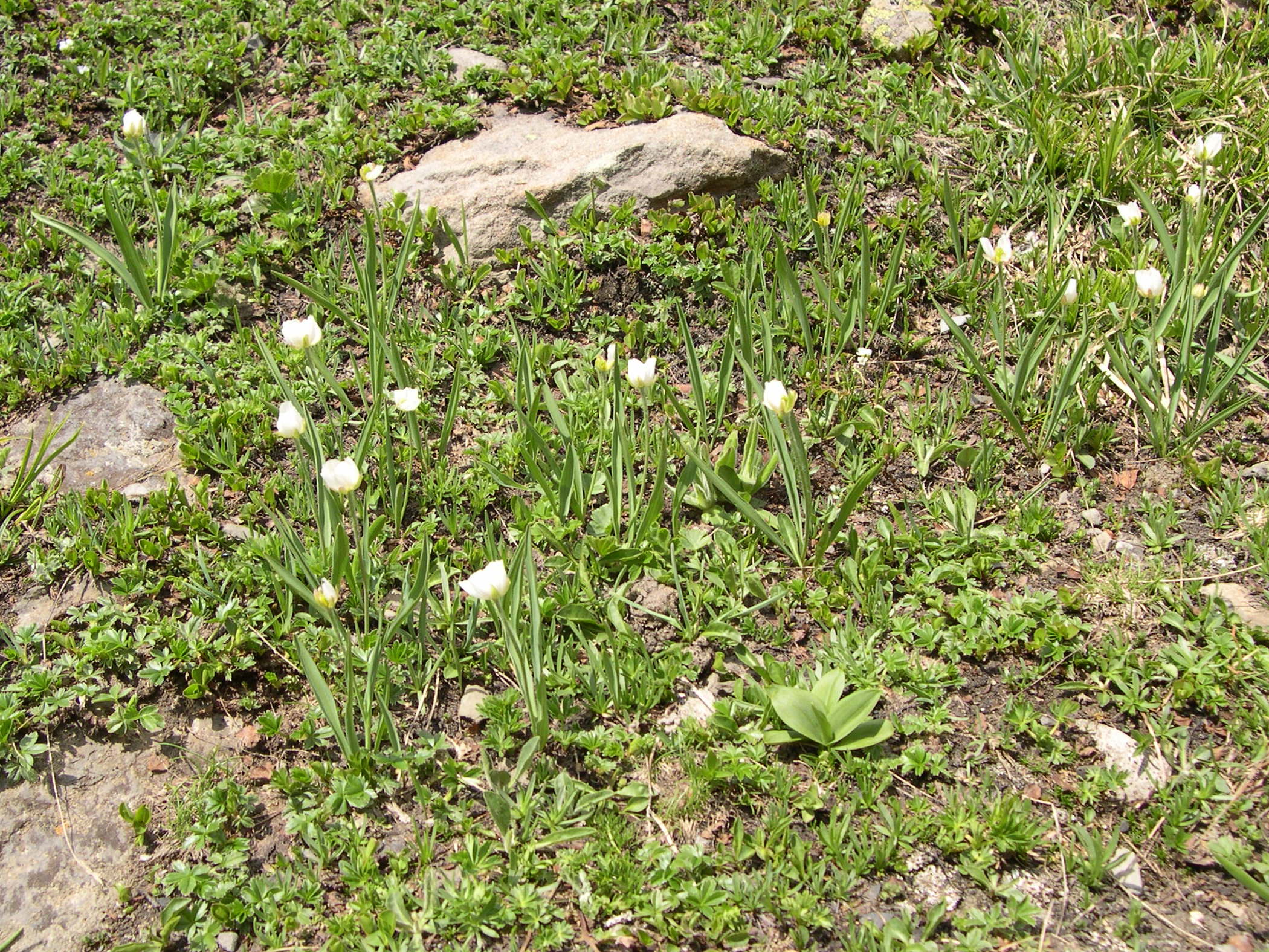 Afficher le média ranunculus_kuepferi1bd ranunculus_kuepferi1bd