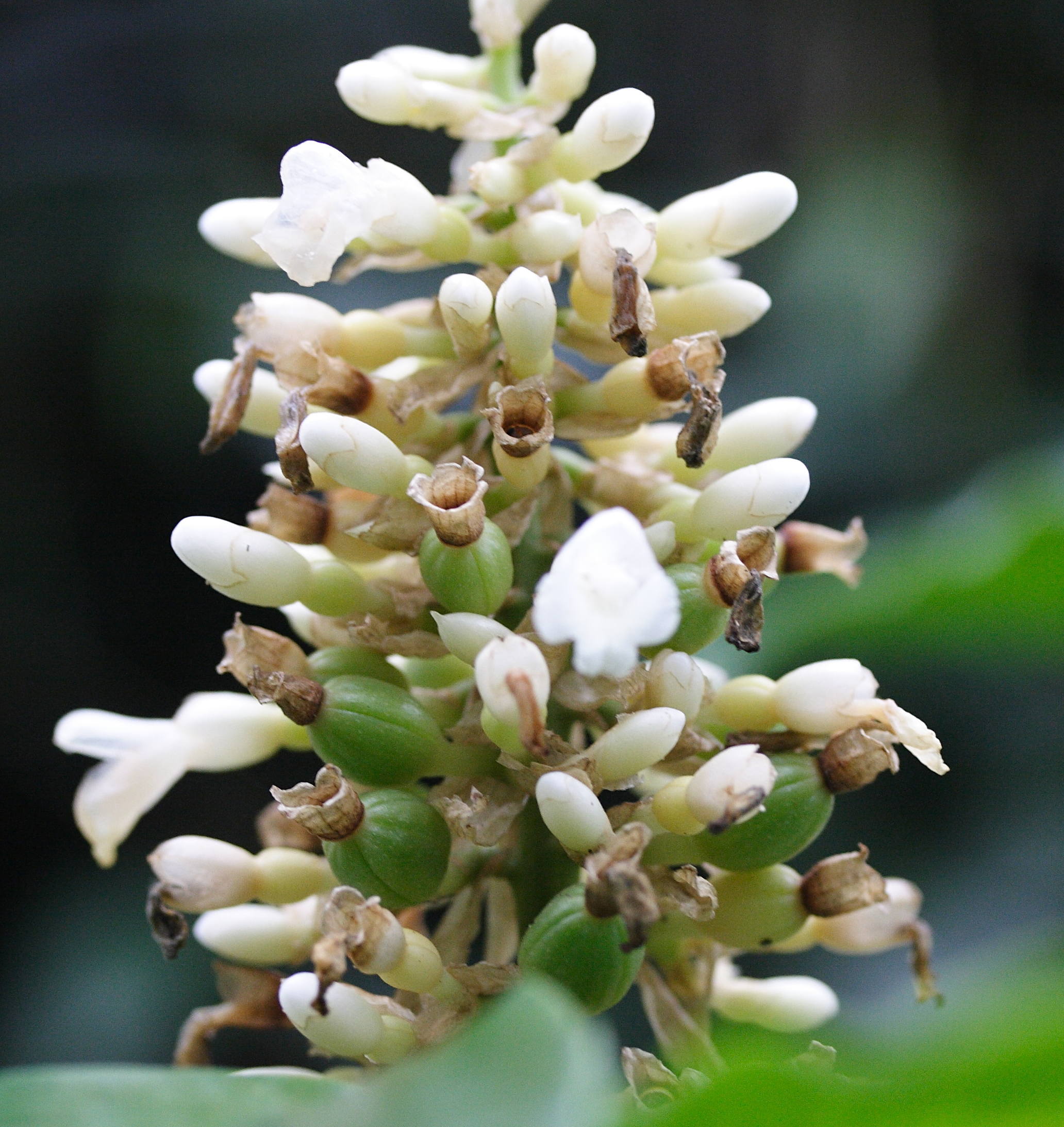 renealmia_pyramidalis4md