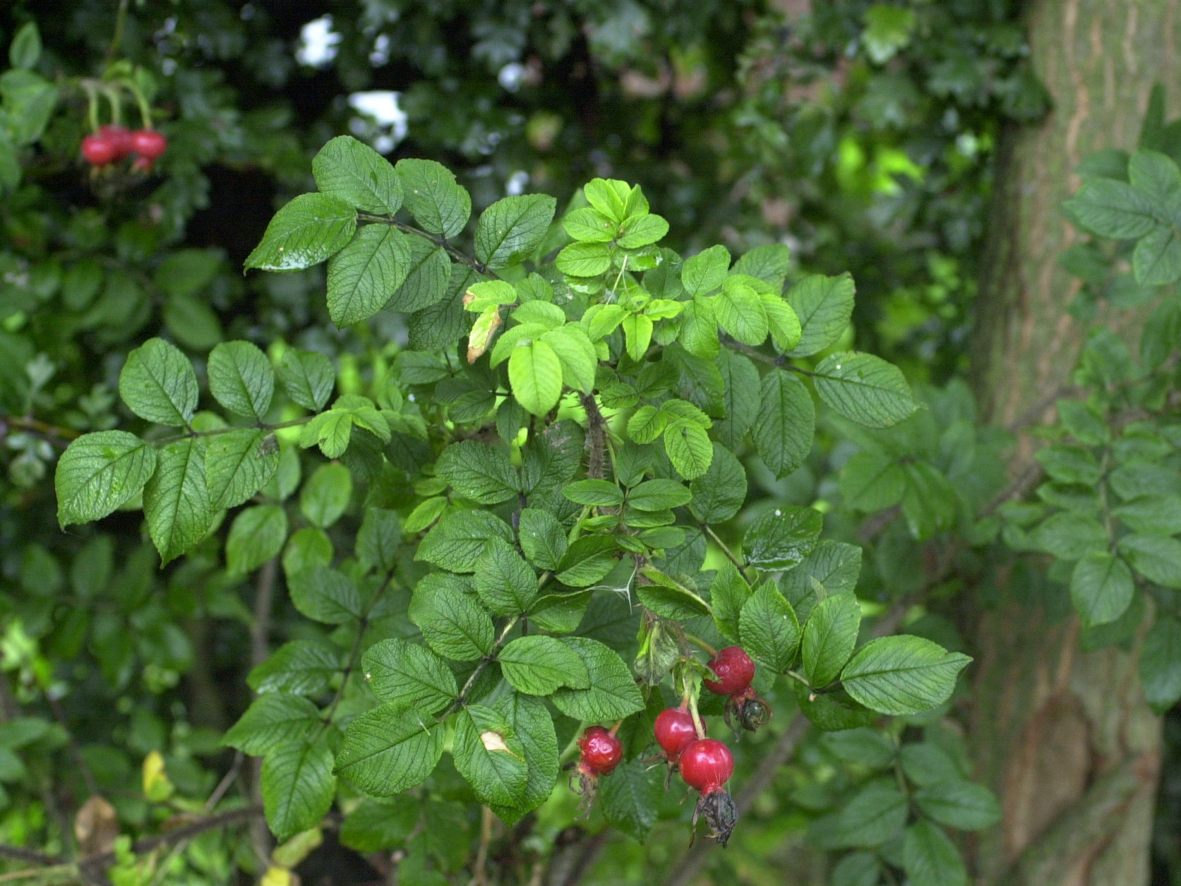 rosa_rugosa1md