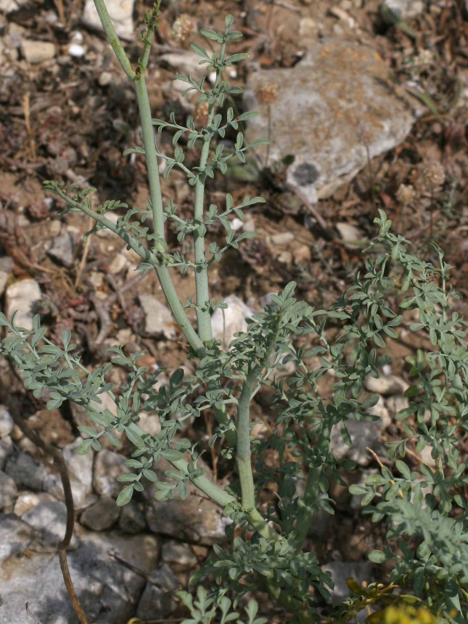 ruta_angustifolia5md