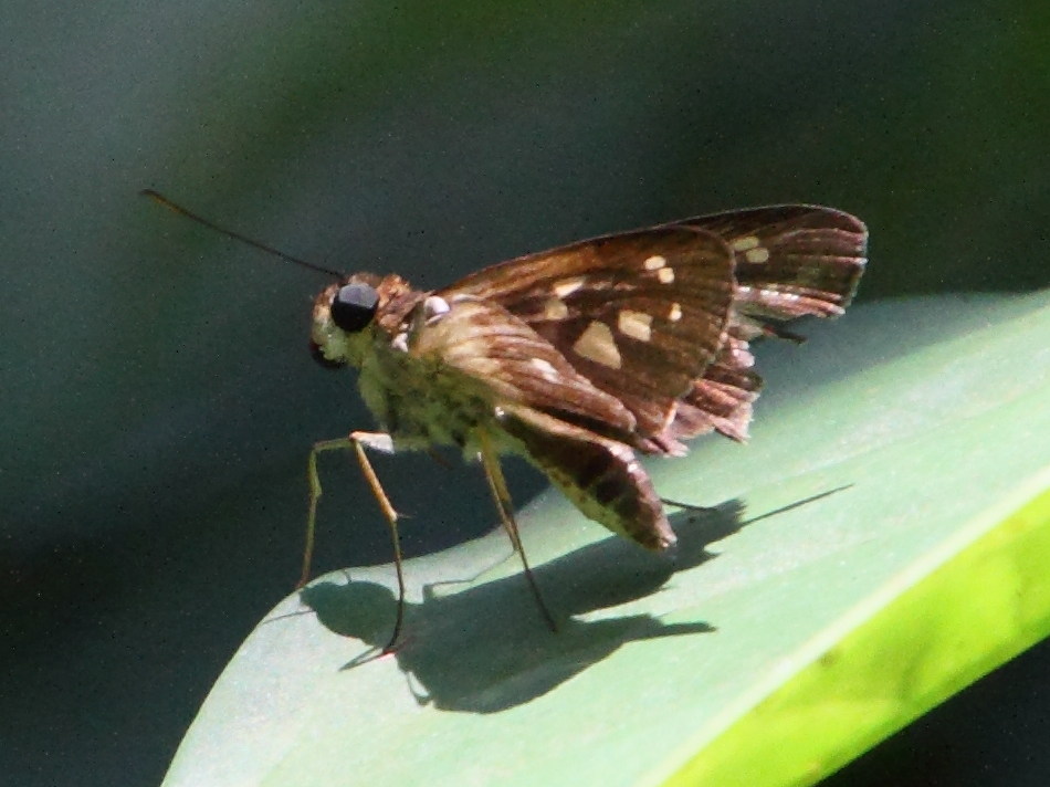 saliana_triangularis2md