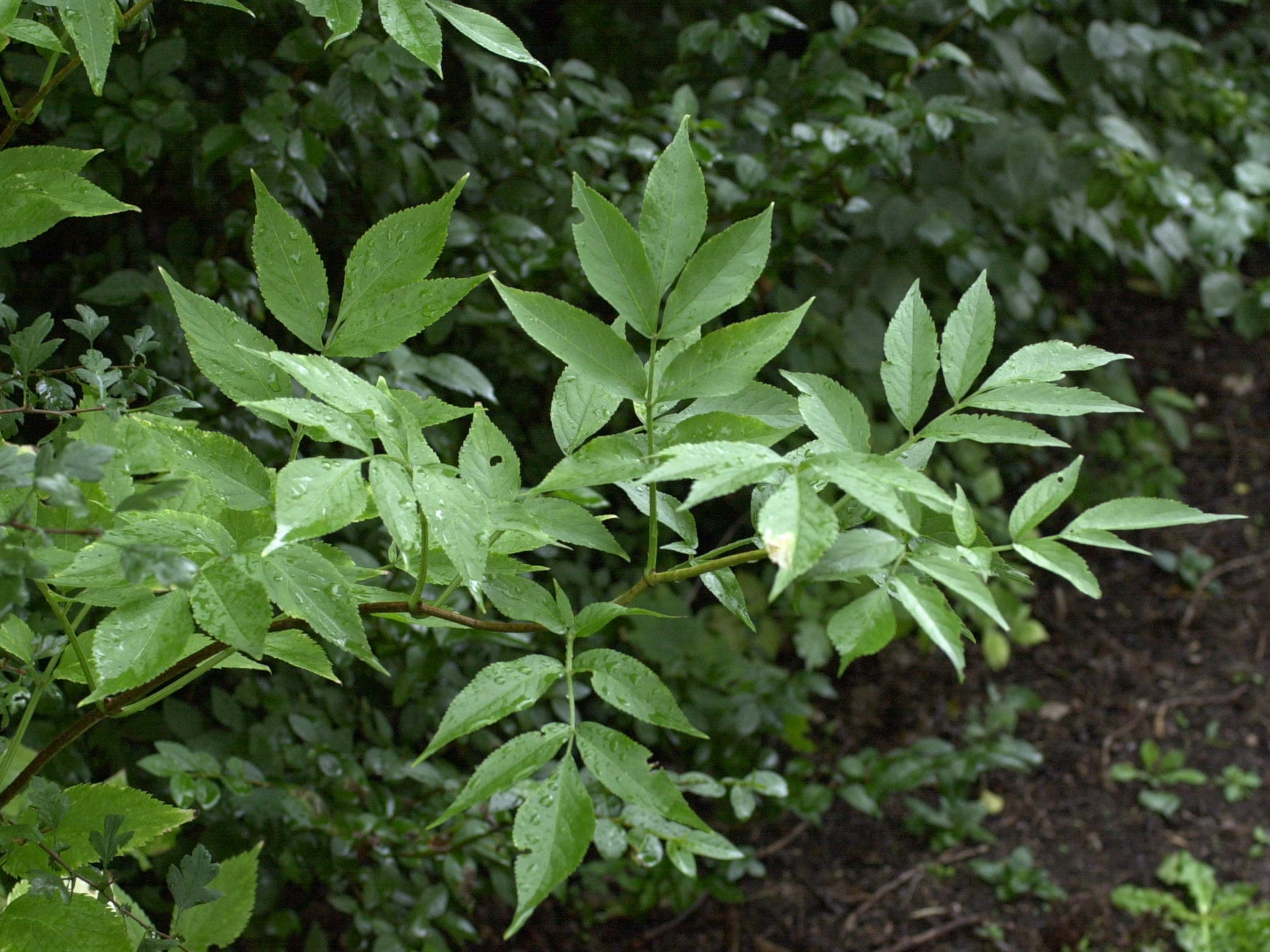 Sambucus_nigra
