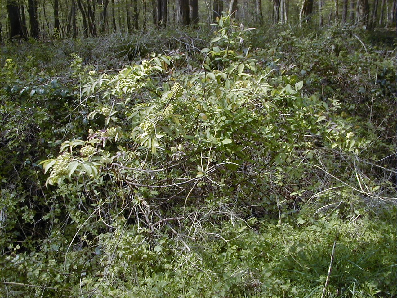 Afficher le média sambucus_racemosa1md sambucus_racemosa1md