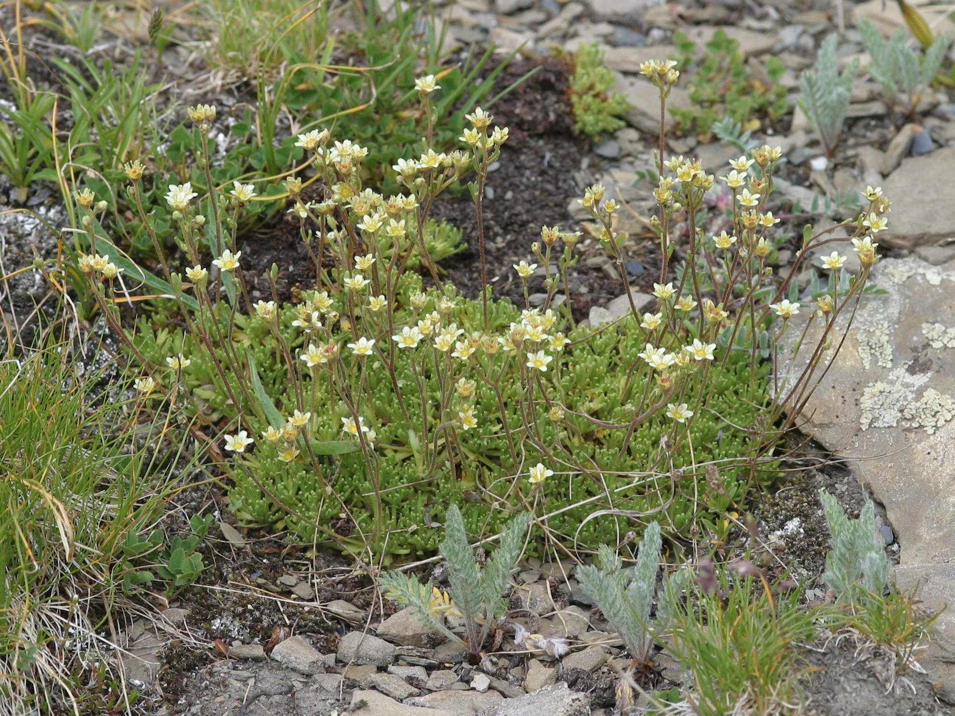 Afficher le média saxifraga_moschata1md saxifraga_moschata1md