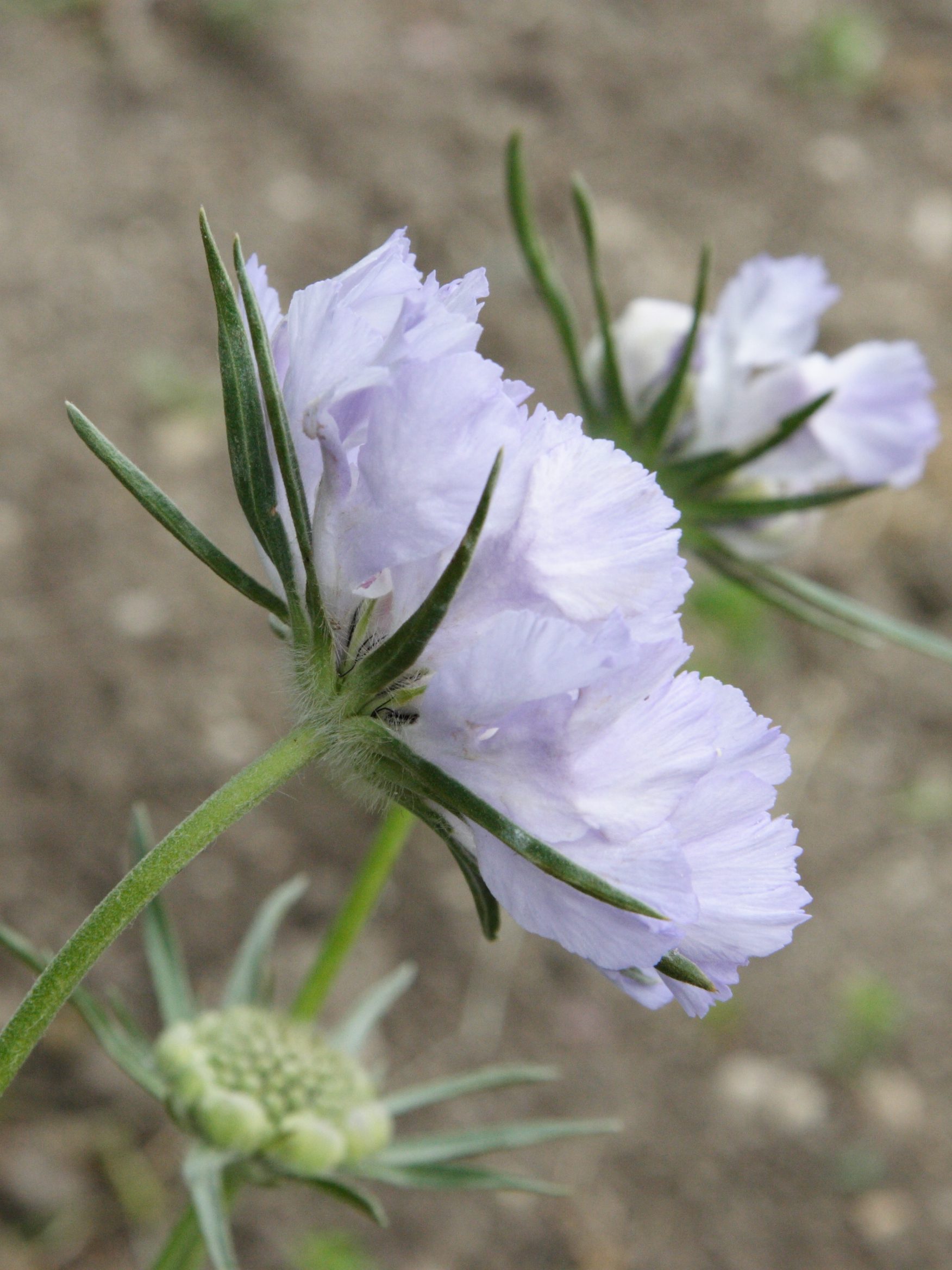 Afficher le média scabiosa_caucasica2md scabiosa_caucasica2md