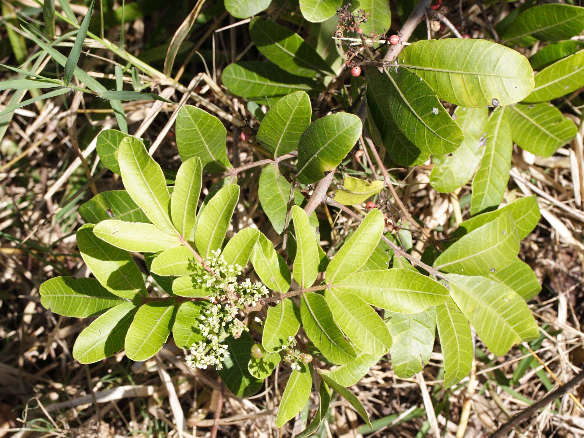 schinus_terebinthifolius1md