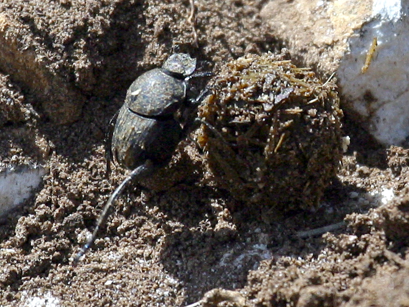 sisyphus_schaefferi2md