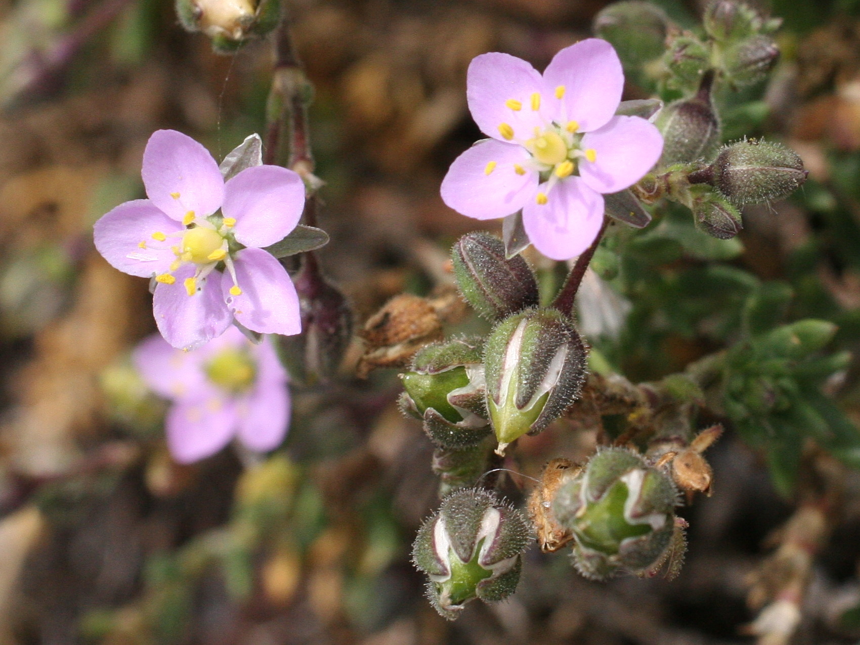 spergularia_rupicola5md