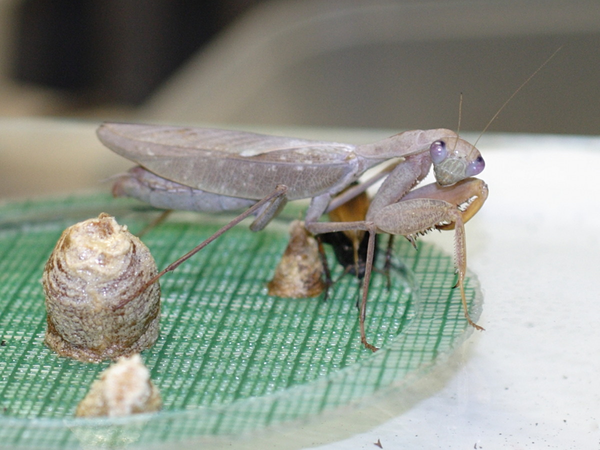 sphodromantis_lineola1bd