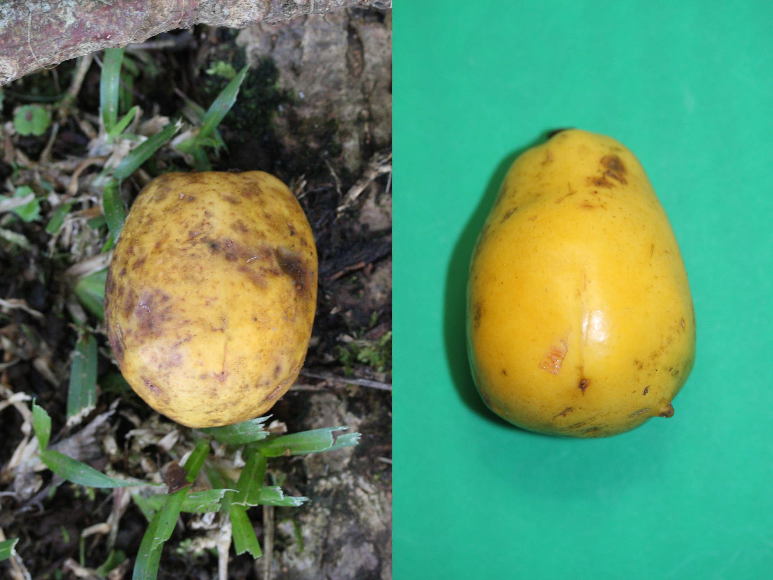 spondias_cytherea5md