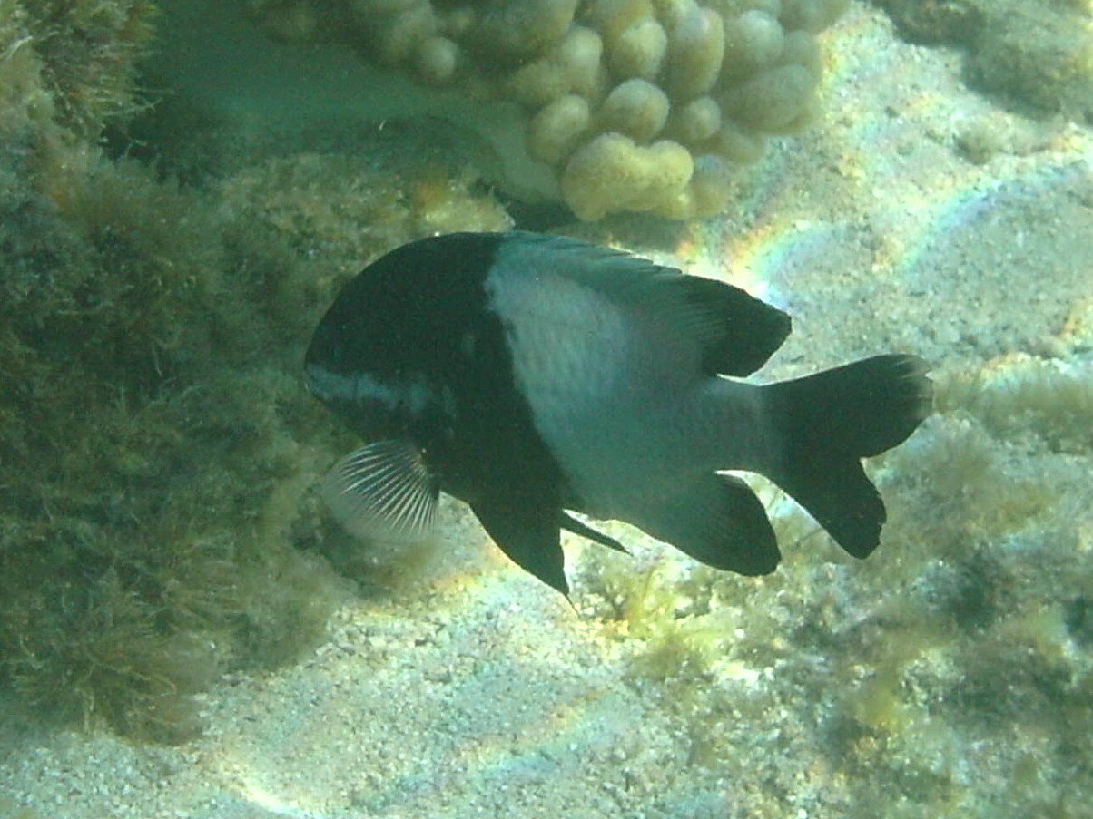 stegastes_nigricans3bd