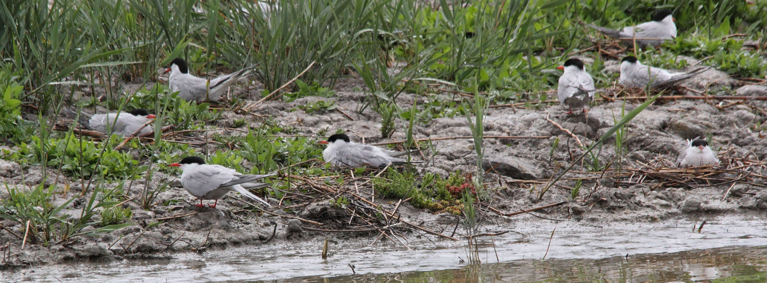 sterne_pierregarin_-_sterna_hirundo5md